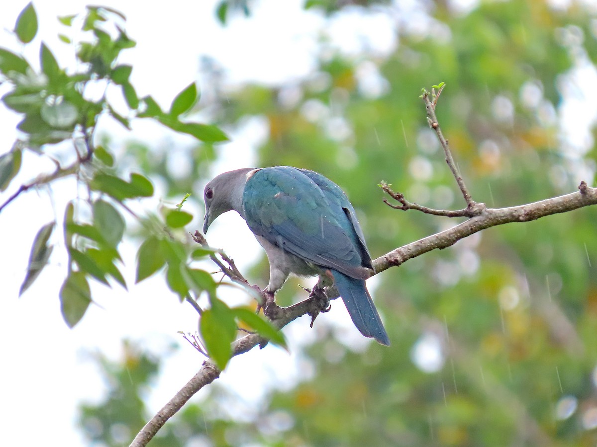 Green Imperial-Pigeon - ML647822451
