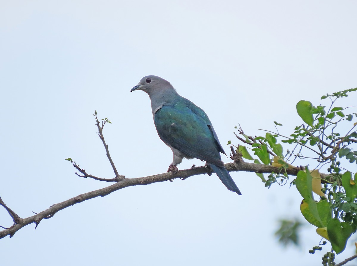 Green Imperial-Pigeon - ML647822456