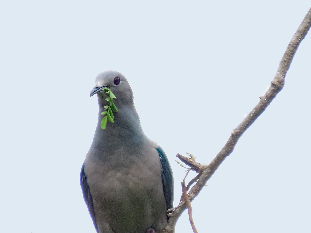 Green Imperial-Pigeon - ML647822459