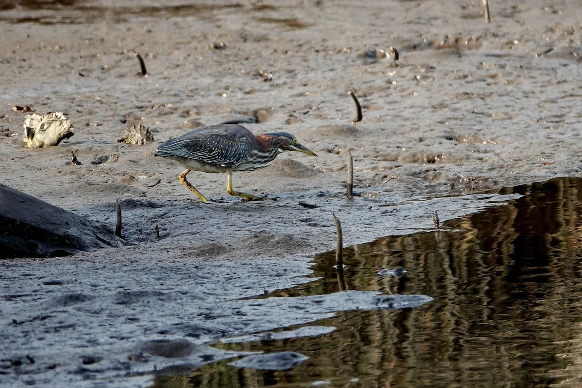 אנפית ירוקה - ML647822479