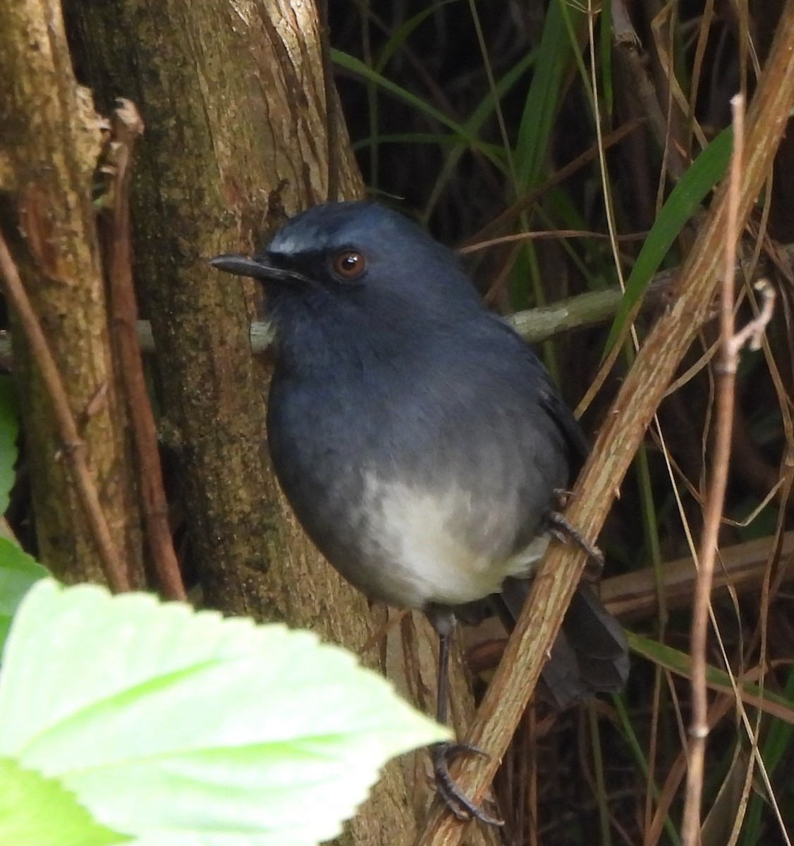 White-bellied Sholakili - ML647822511