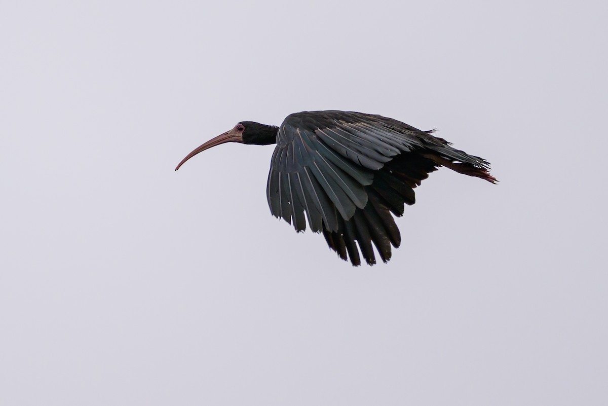 Ibis Afeitado - ML647822543