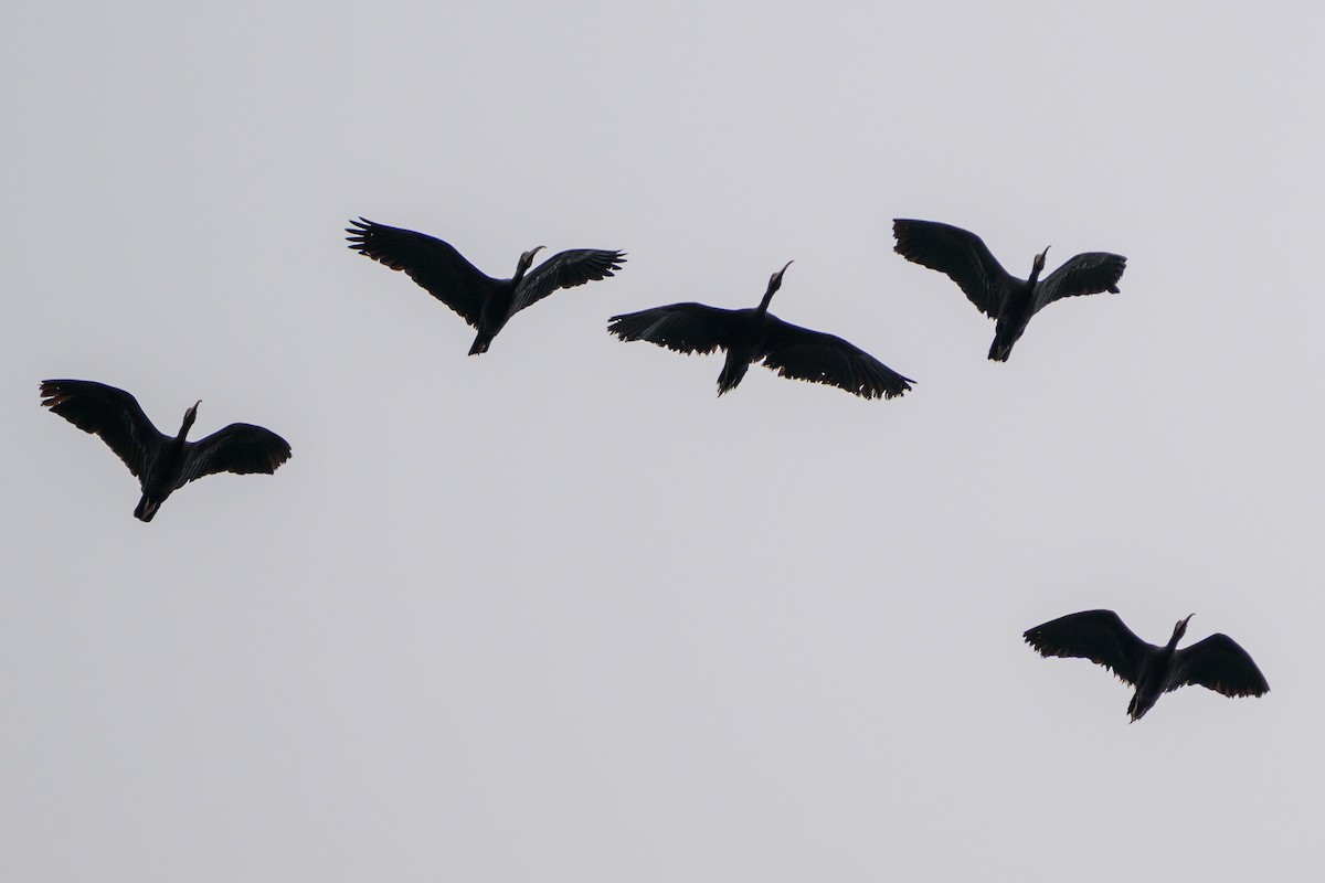 Ibis Afeitado - ML647822550