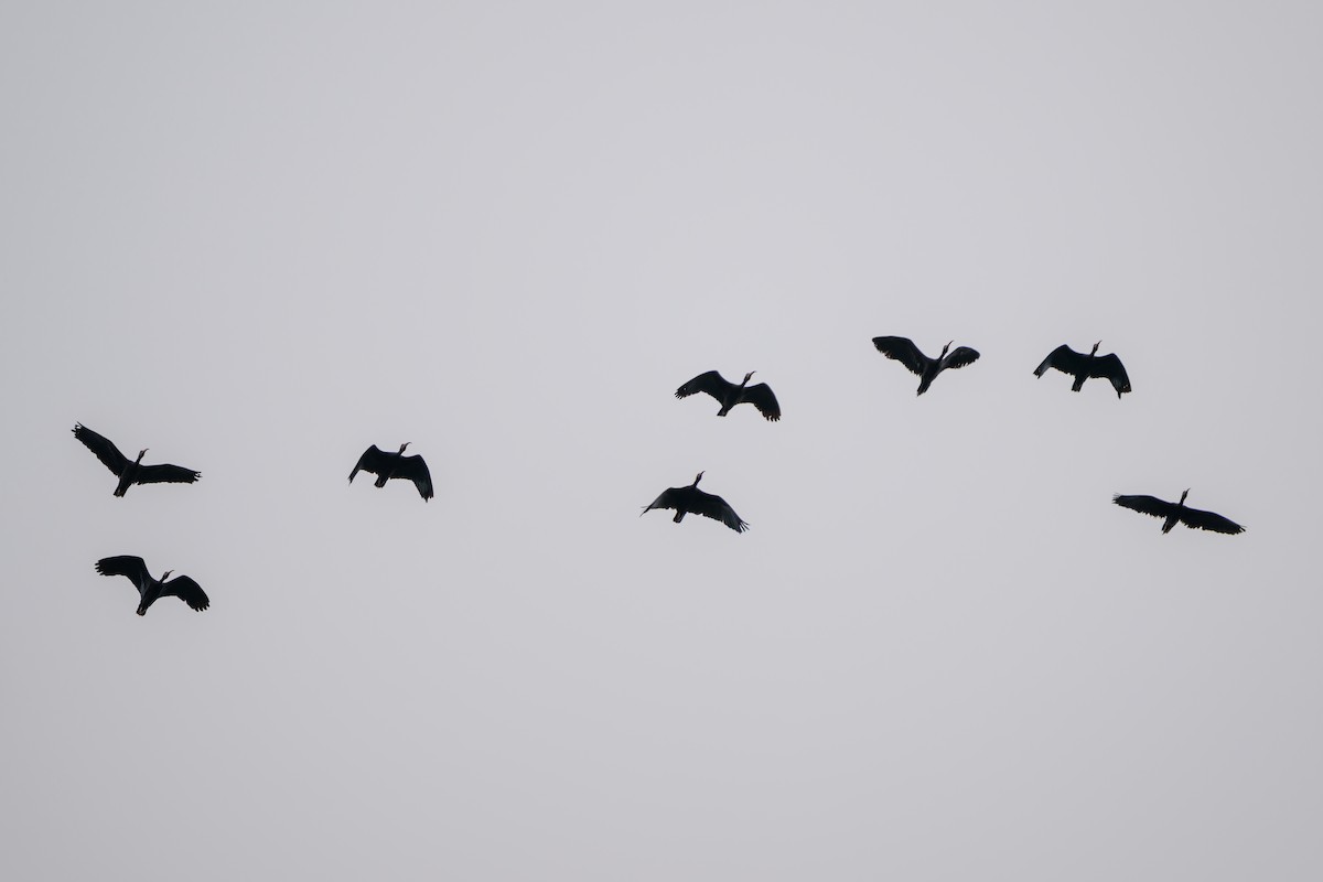 Ibis Afeitado - ML647822553