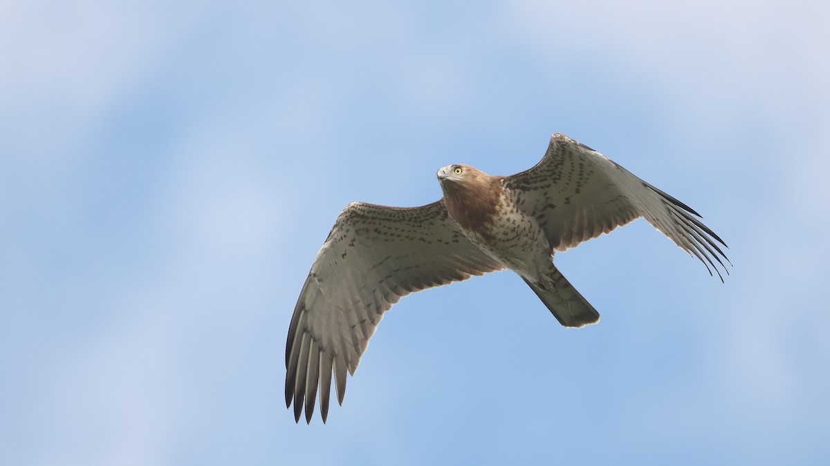 orlík krátkoprstý - ML647822562