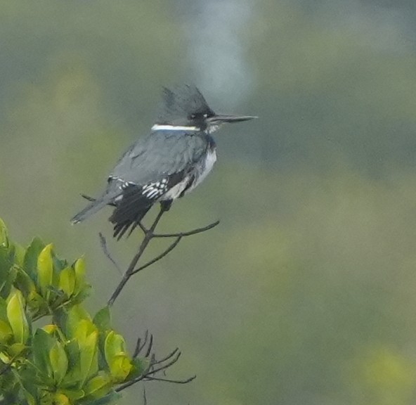 Martin handi iparramerikarra - ML647822563