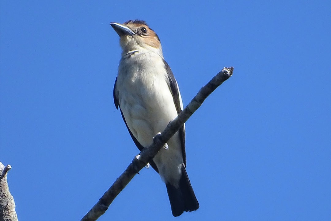 Black-crowned Tityra - ML647822630