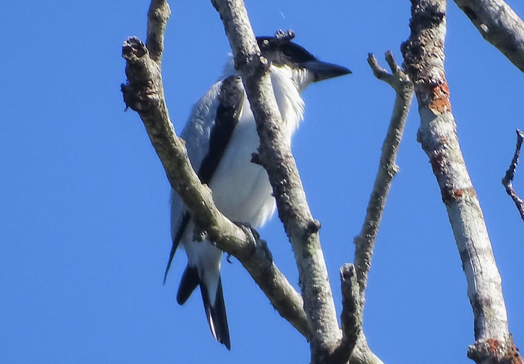 Black-crowned Tityra - ML647822631