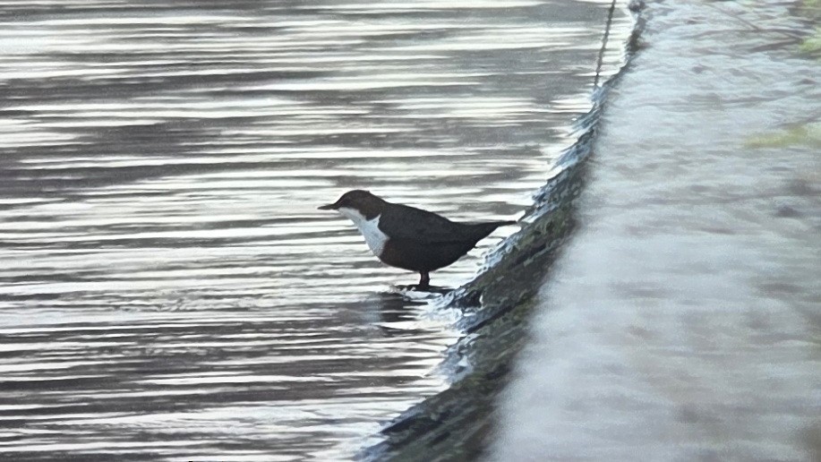 Mirlo Acuático Europeo - ML647822639