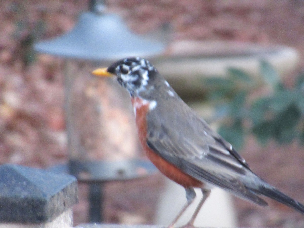 American Robin - ML647822648