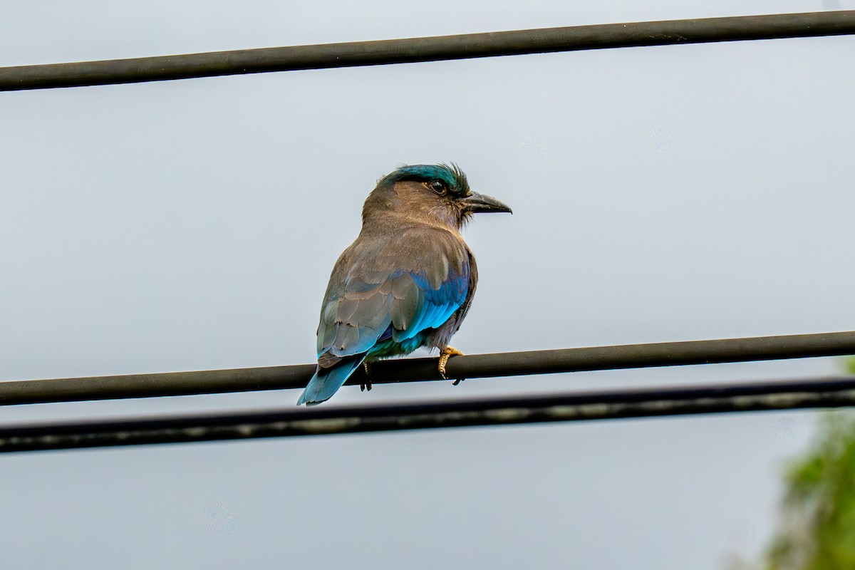 Индокитайская сизоворонка - ML647822670