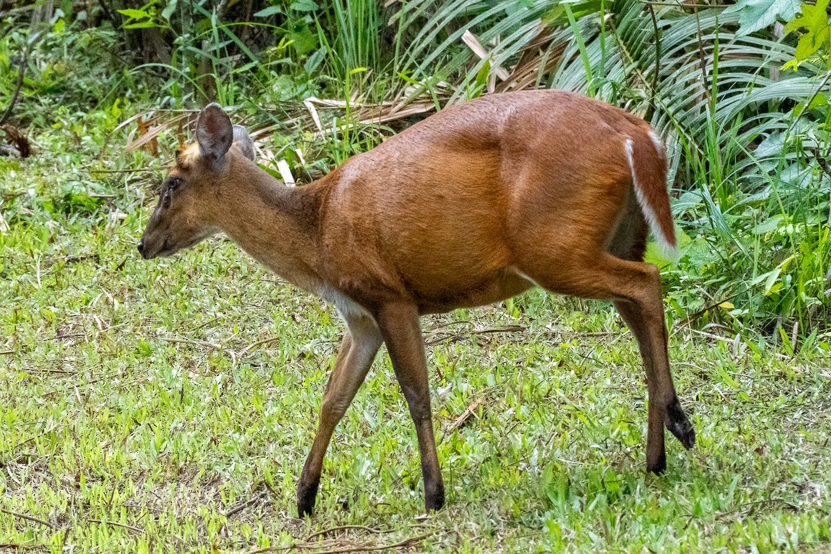 Northern Red Muntjac - ML647822672