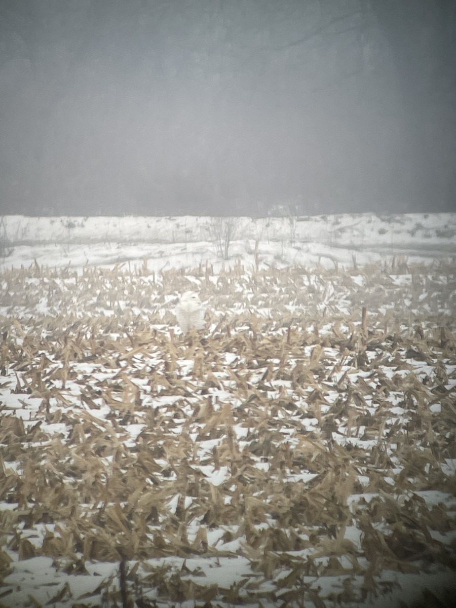 Snowy Owl - ML647822678