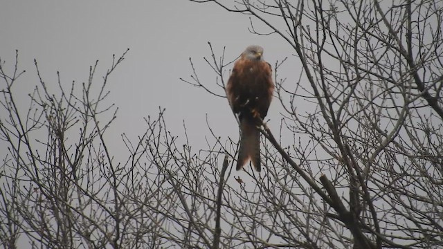 Red Kite - ML647822711