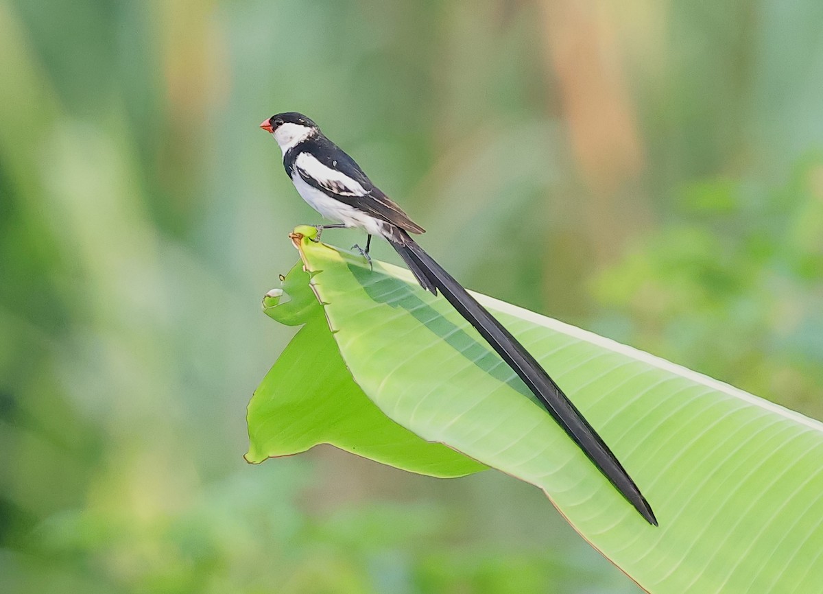 Pin-tailed Whydah - ML647822719