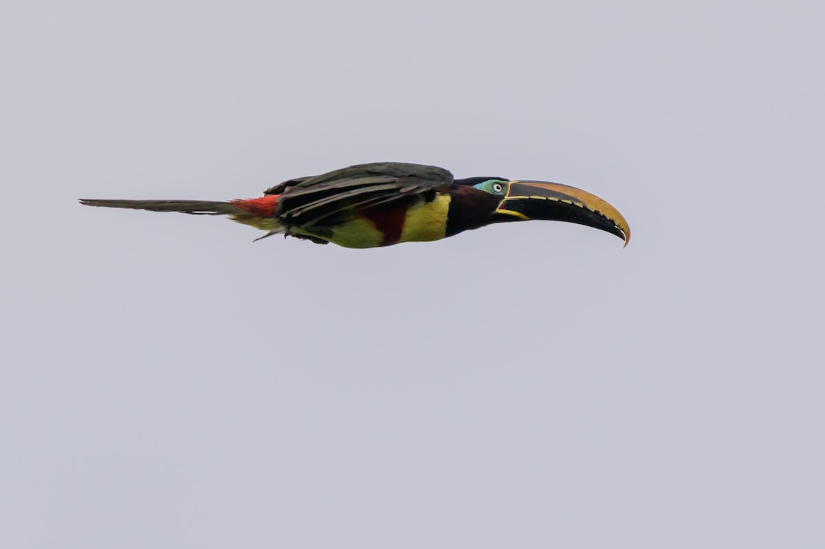 Chestnut-eared Aracari - ML647822720