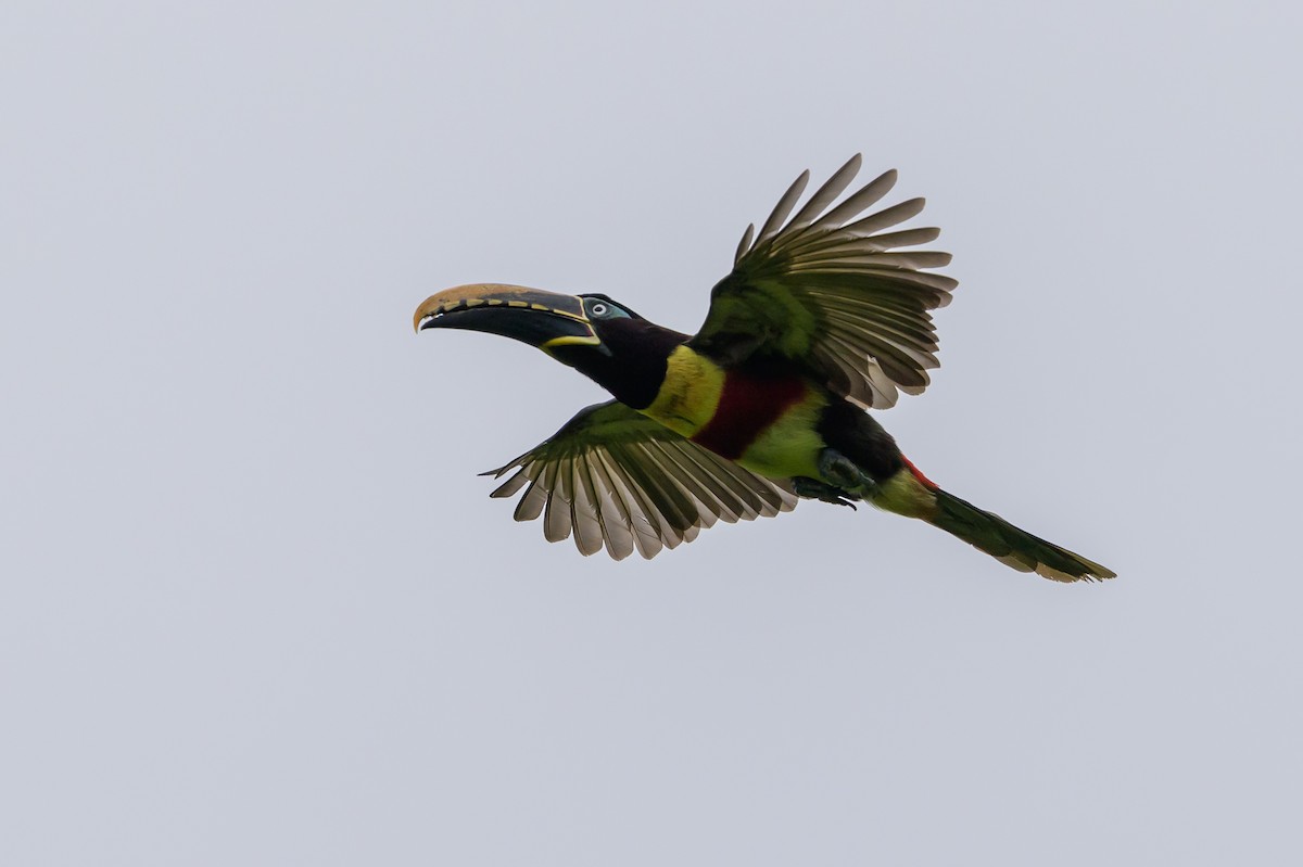 Chestnut-eared Aracari - ML647822721