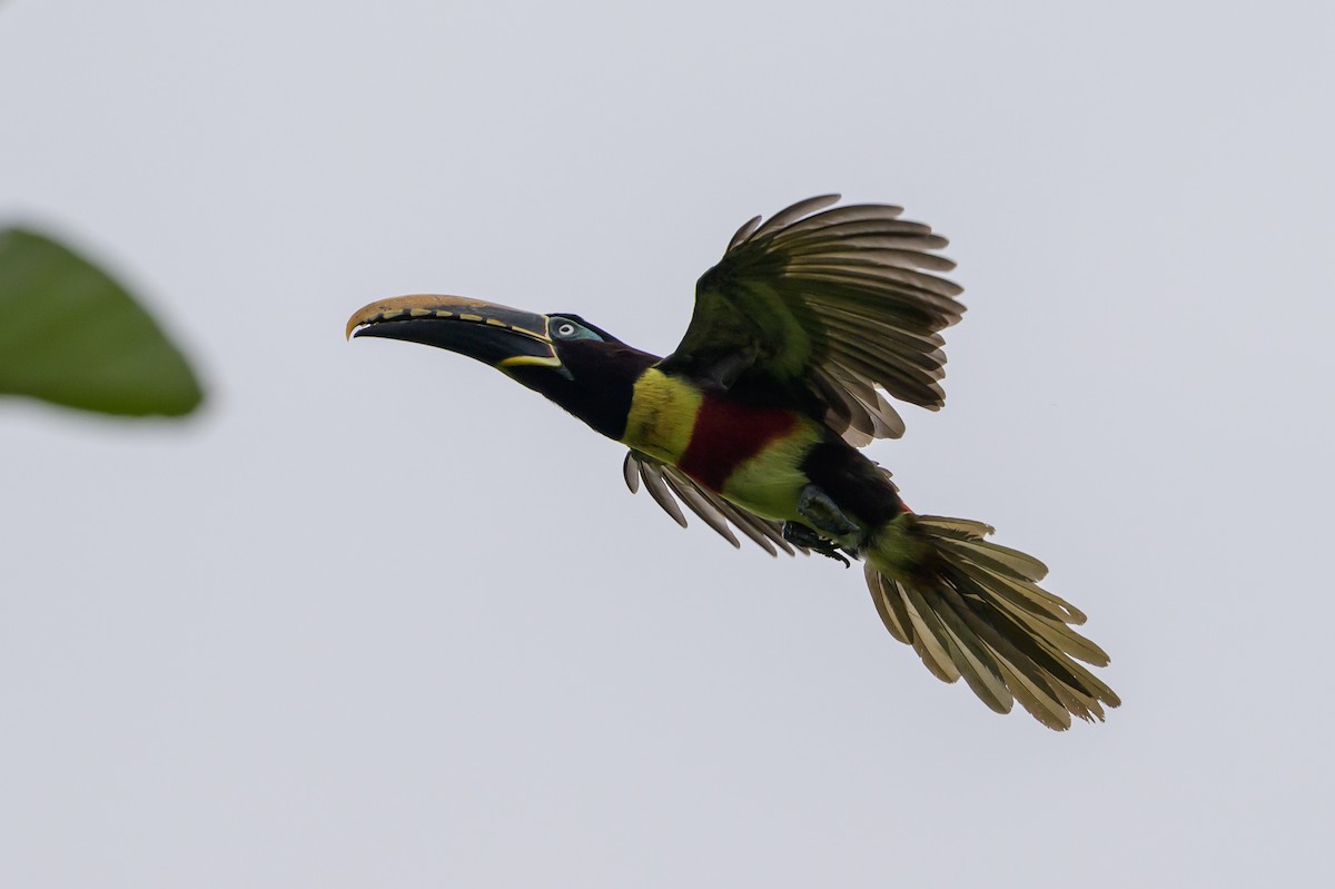 Chestnut-eared Aracari - ML647822722