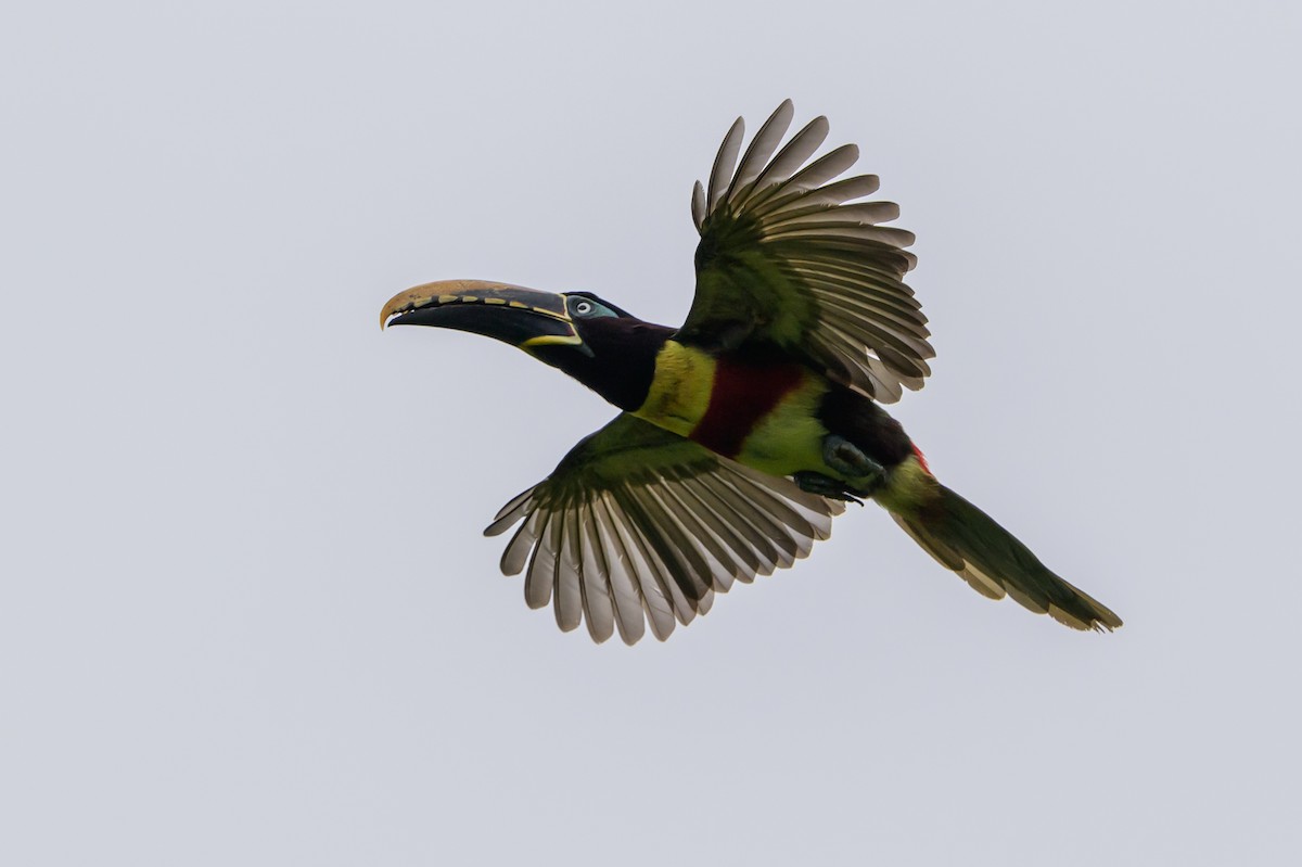Chestnut-eared Aracari - ML647822723