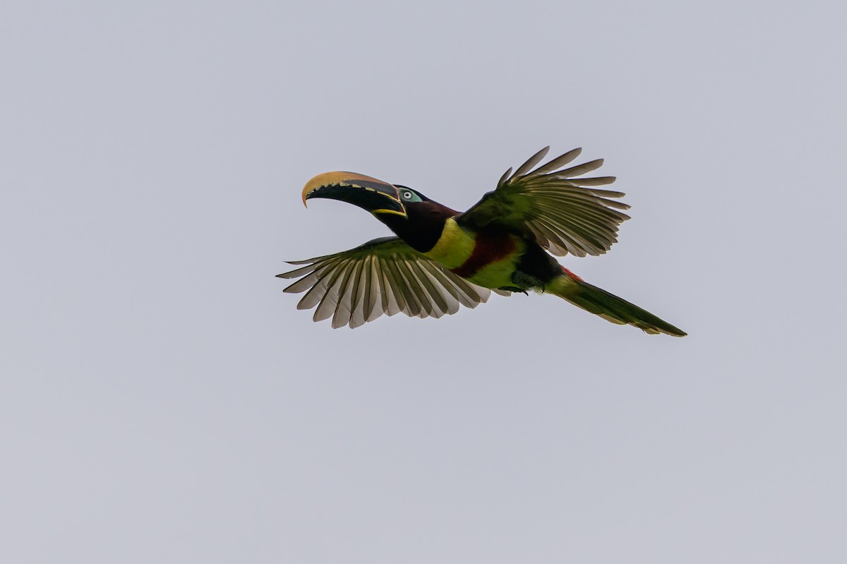 Chestnut-eared Aracari - ML647822724