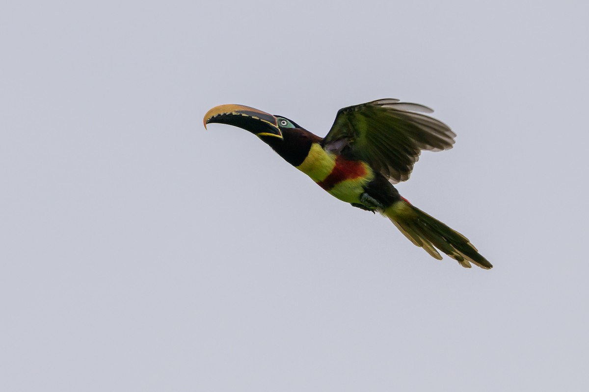 Chestnut-eared Aracari - ML647822725