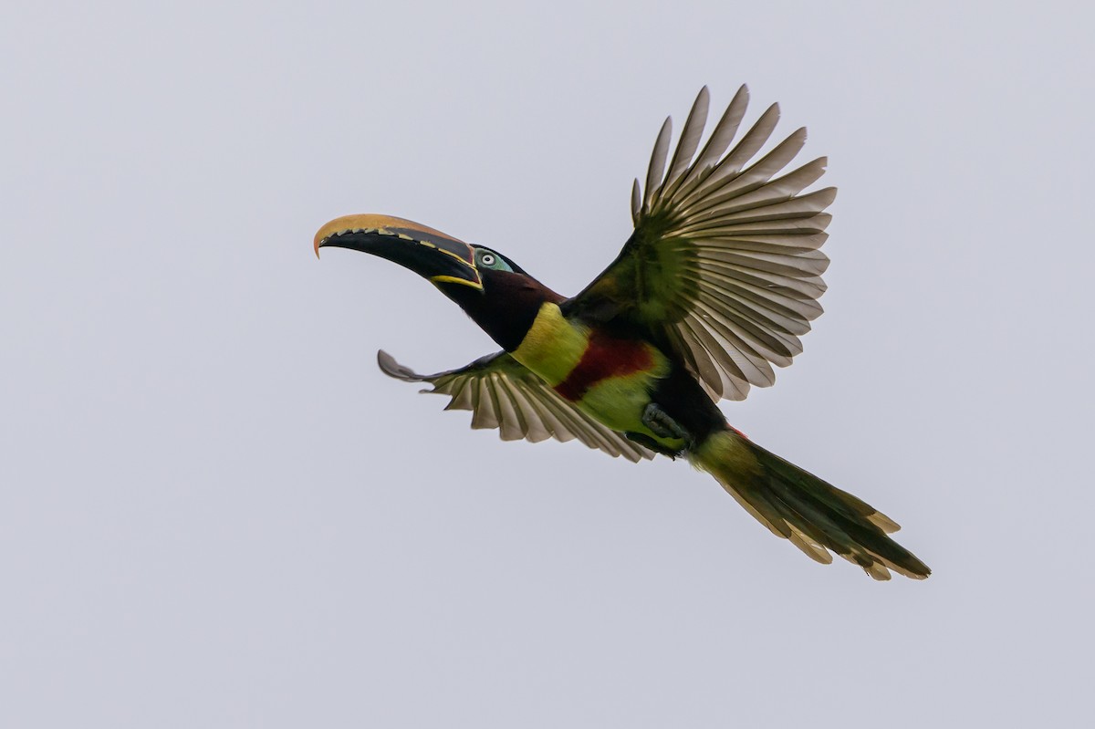 Chestnut-eared Aracari - ML647822726