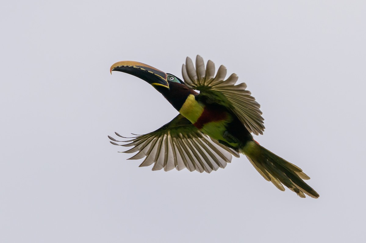Chestnut-eared Aracari - ML647822727