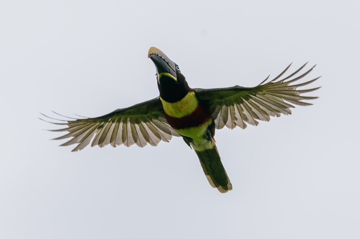 Chestnut-eared Aracari - ML647822730