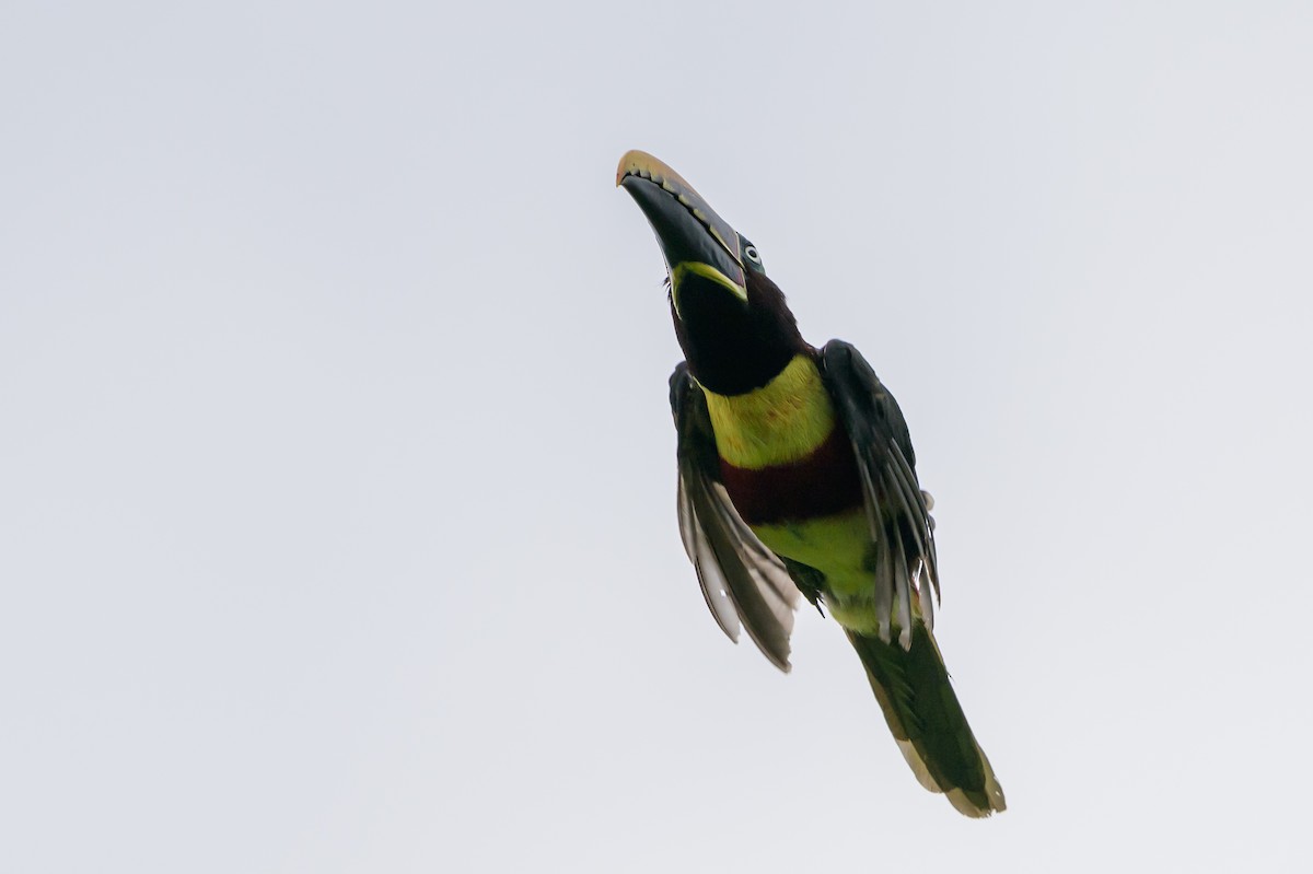 Chestnut-eared Aracari - ML647822731