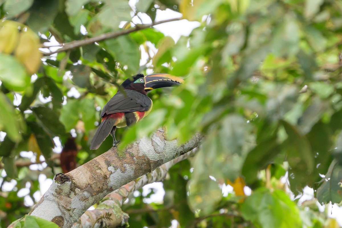 Chestnut-eared Aracari - ML647822732