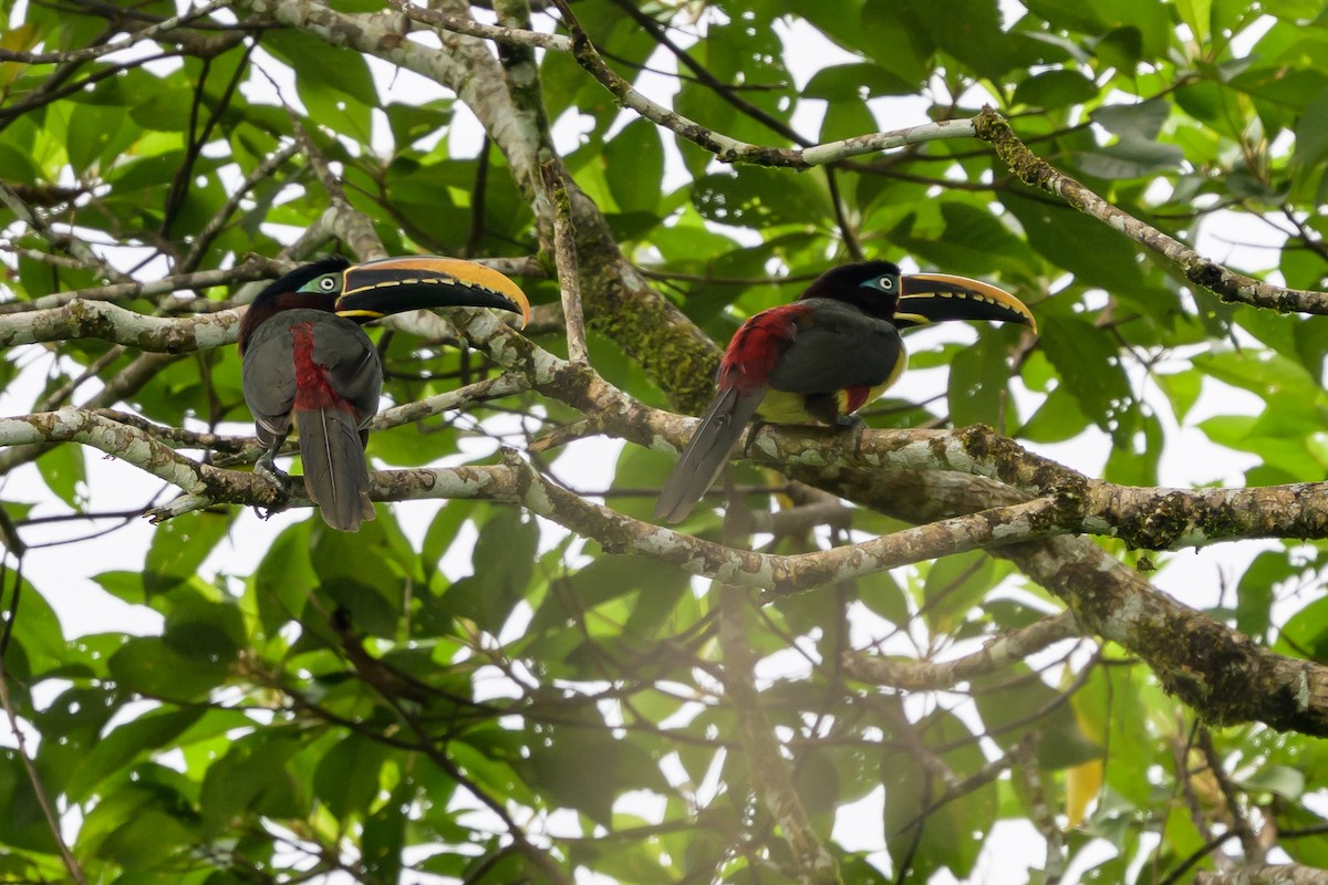 Chestnut-eared Aracari - ML647822733
