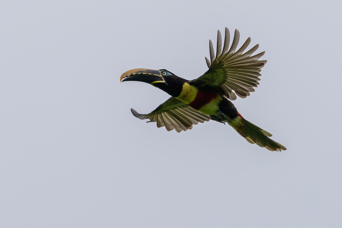 Chestnut-eared Aracari - ML647822734