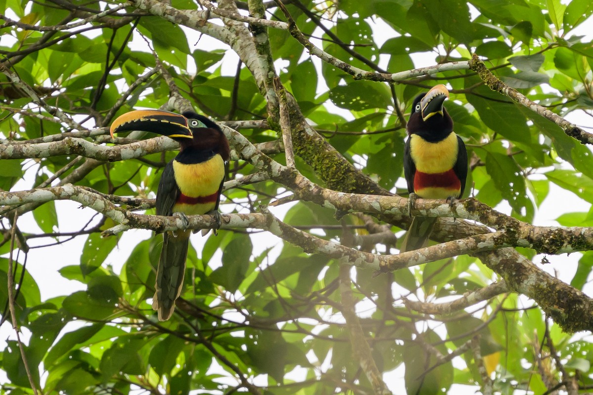 Chestnut-eared Aracari - ML647822735
