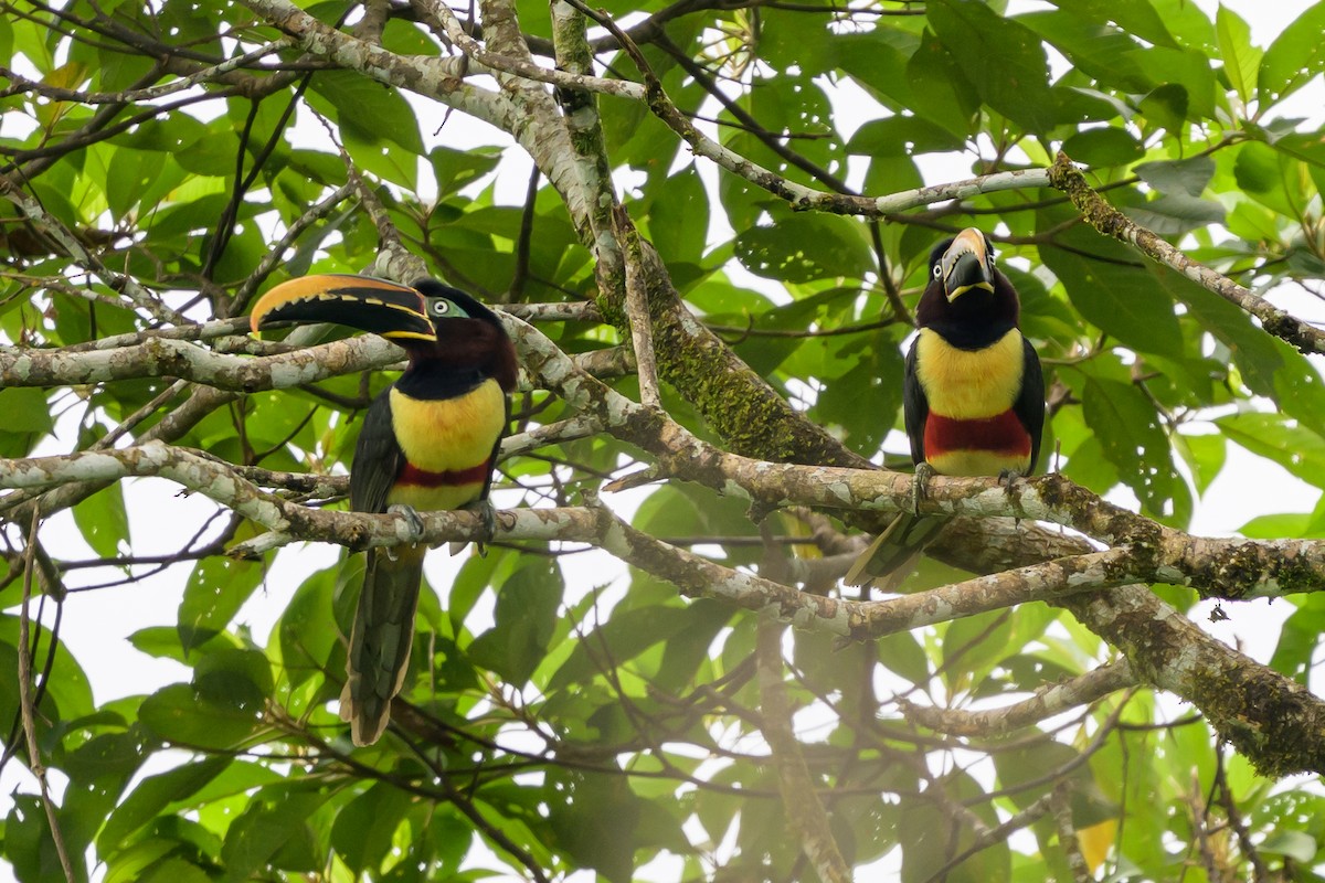 Chestnut-eared Aracari - ML647822736