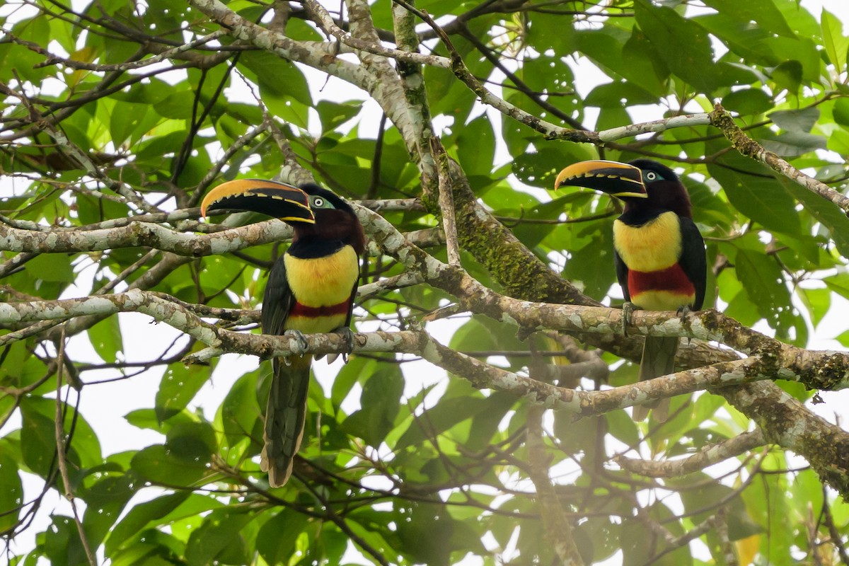 Chestnut-eared Aracari - ML647822737