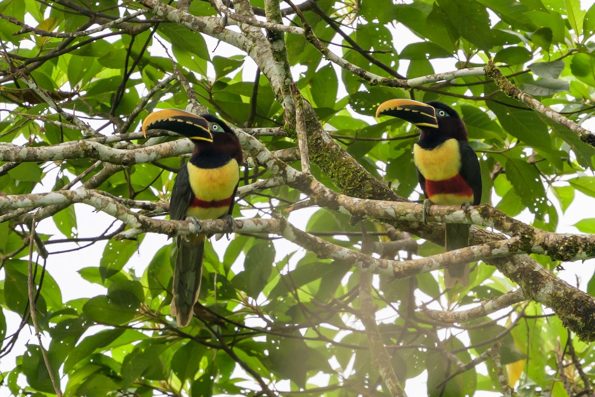 Chestnut-eared Aracari - ML647822738