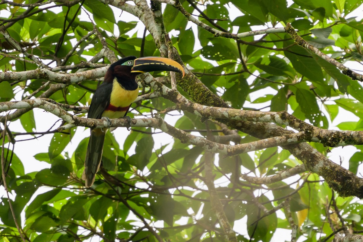 Chestnut-eared Aracari - ML647822739