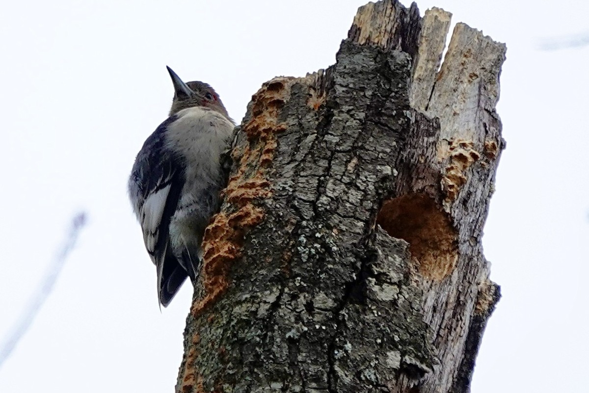 Red-headed Woodpecker - ML647822740