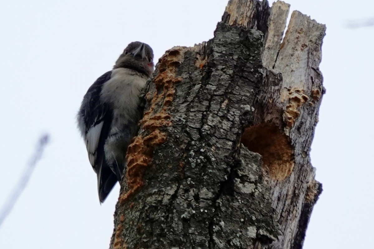 Red-headed Woodpecker - ML647822741