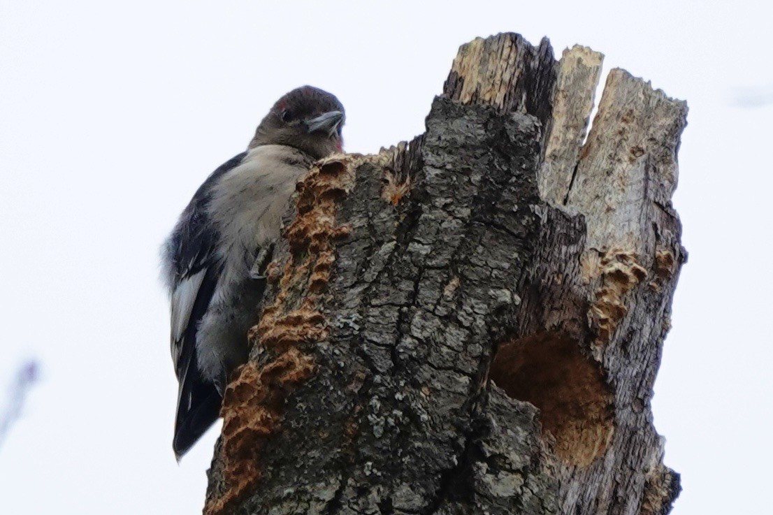 Red-headed Woodpecker - ML647822742