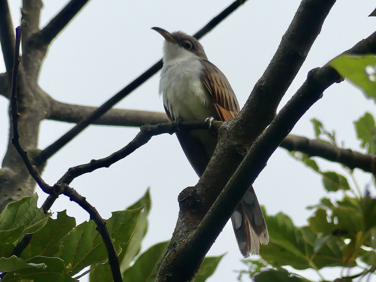 Yellow-billed Cuckoo - ML647822743