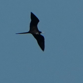 Magnificent Frigatebird - ML647822744