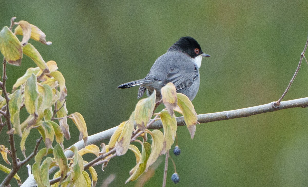 Sardinian Warbler - ML647822745