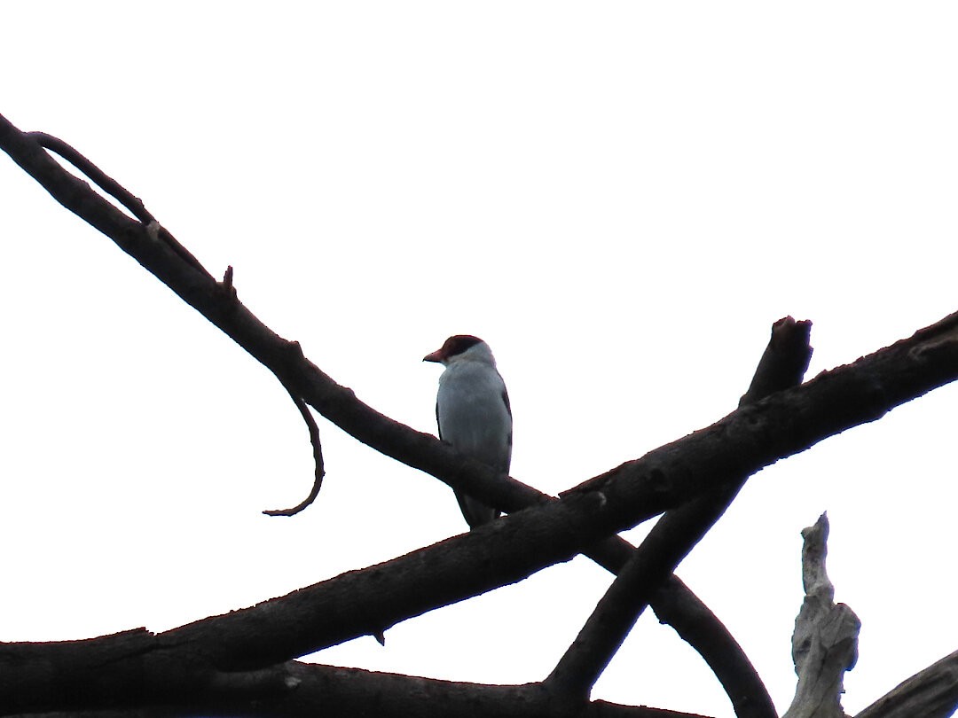 Black-tailed Tityra - ML647822746