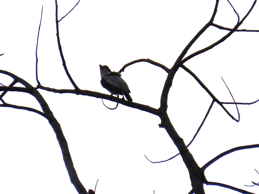 Black-tailed Tityra - ML647822747