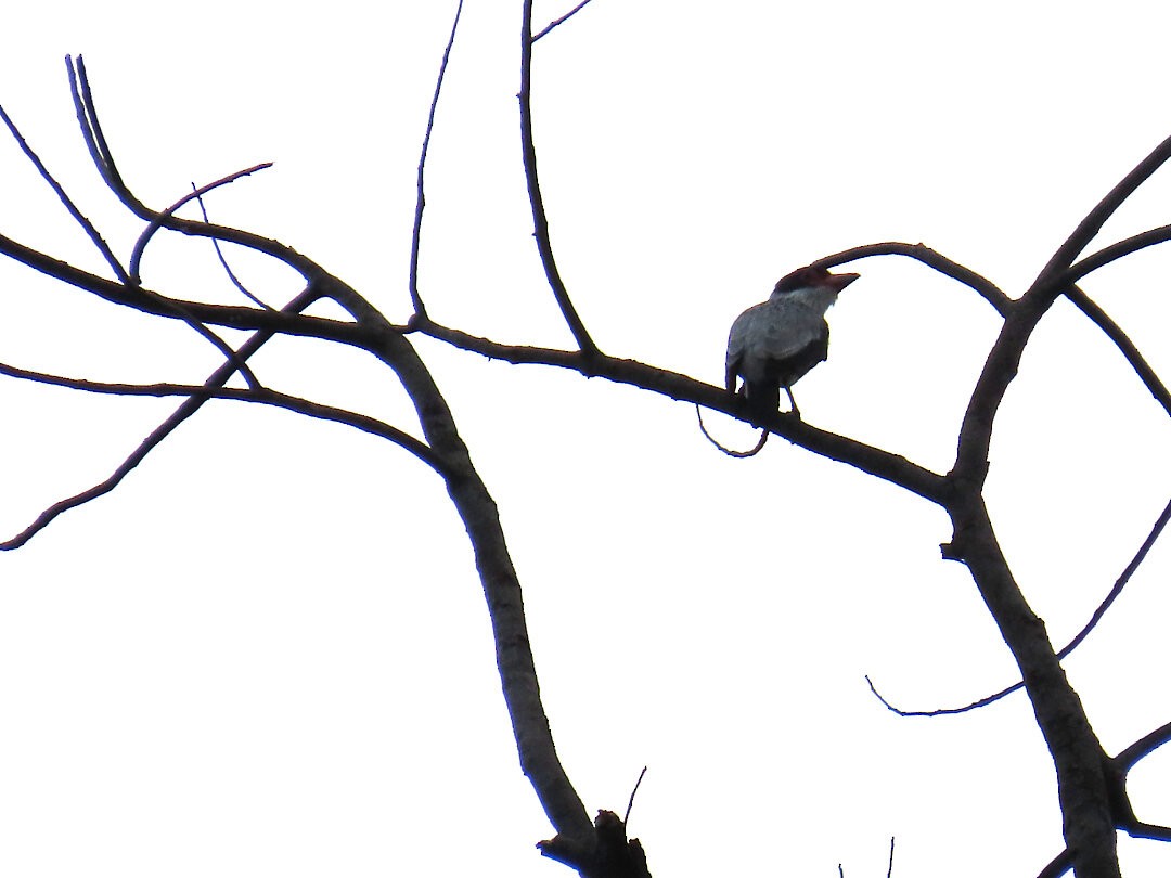 Black-tailed Tityra - ML647822748