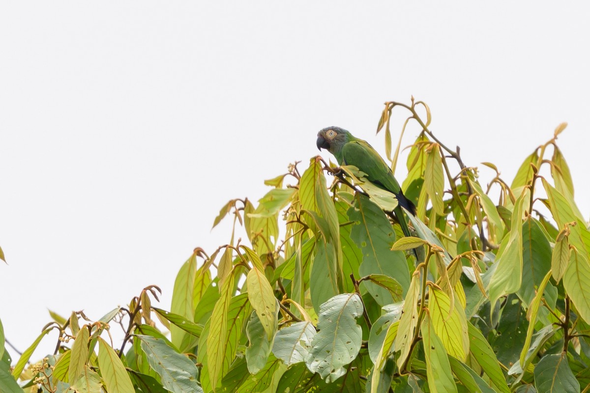 Dusky-headed Parakeet - ML647822749