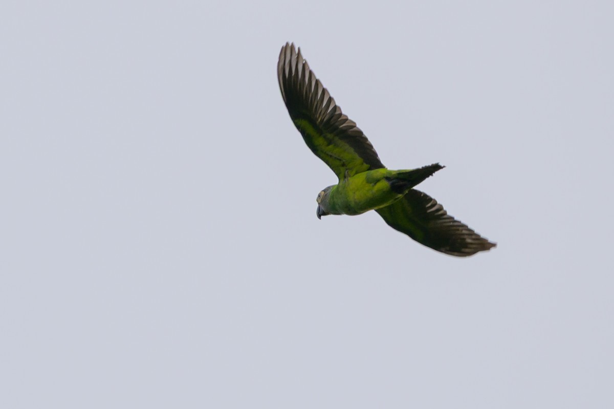 Dusky-headed Parakeet - ML647822750