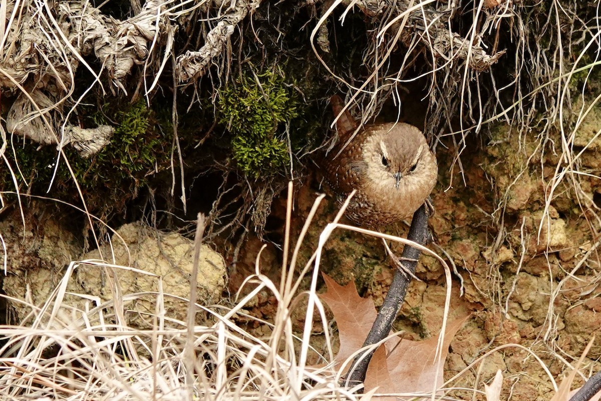 Winter Wren - ML647822759
