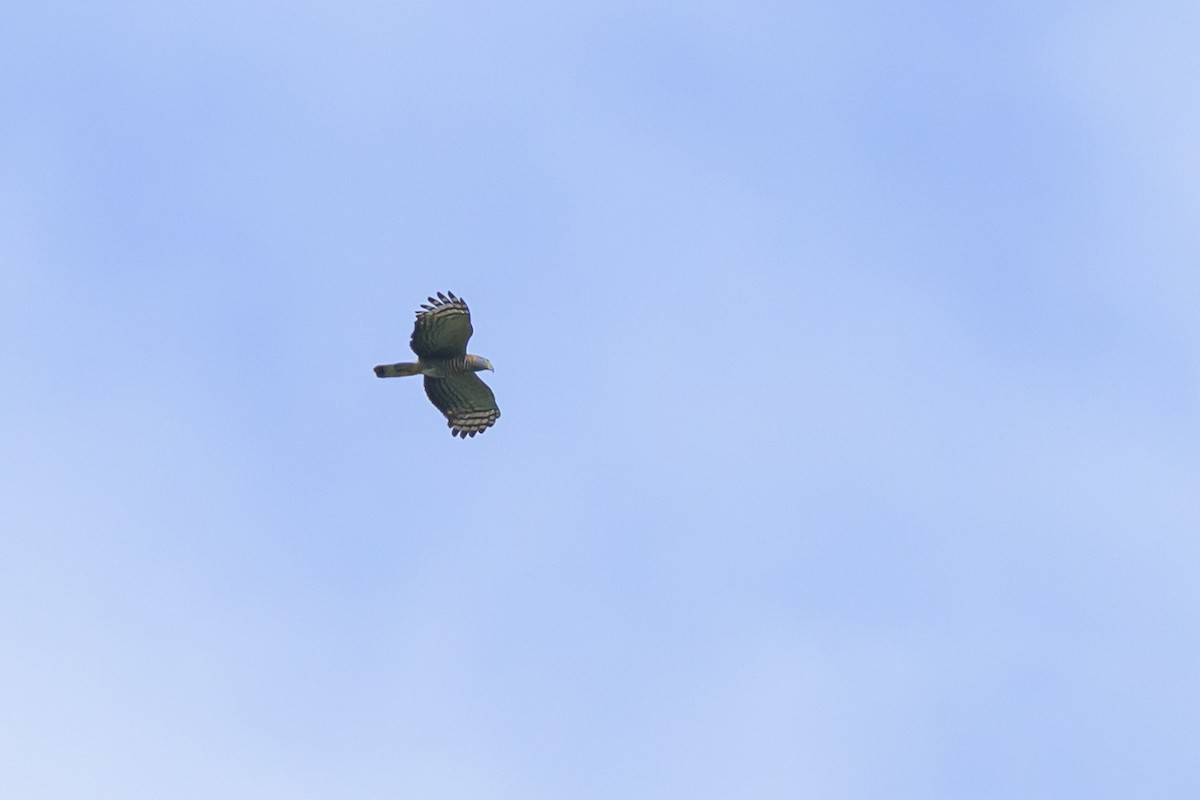 Hook-billed Kite - ML647822802